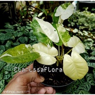( BISA COD ) promo tanaman hias philodendron burle Marx varigata -