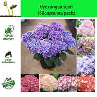 (50 pieces/pack) Mixed color hydrangea seeds Bonsai plant seeds Flower seeds