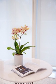 【蘭花盆栽】 紅金黃蝴蝶蘭(小) 升遷送禮 開幕盆栽 過年送禮