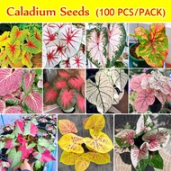 Singapore Ready Stock 100pcs / Bag Mixed Colors Caladium Seeds for Planting Rare Flower Seeds Garden Bonsai Seeds Garden