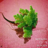 Benih azolla microphylla