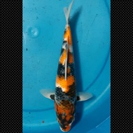 Ikan Koi Showa Import Jepang Sertifikat Dainichi Code 50 Dabisa636