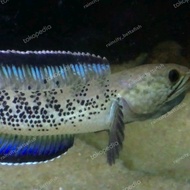 Channa stewarti black galaxy baby