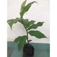 anak pokok insulin (insulin plant)