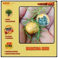 biji/benih/bibit buah markisa mini markiusa munggil /10 biji