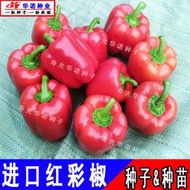 進口五彩甜椒種子 種籽 紅彩椒菜椒 辣椒 方椒 紅威爾甜椒種籽蔬菜種子 種籽hn
