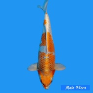 Ikan Koi Kujaku Jumbo Import