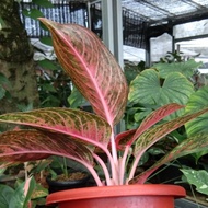 PROMO Aglaonema Tiara [PACKING AMAN]