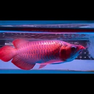 Ikan arwana super red king 35cm up special merah