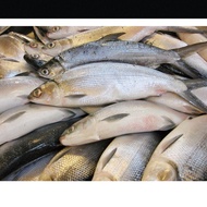 GLU- Fresh Bangus Fish  - 1kg