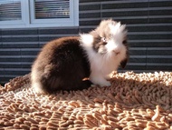 Kelinci Anakan Fuzzy Lop