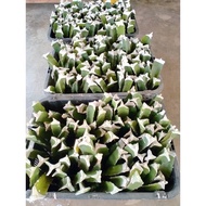 🔥Ready Stock🔥Israel Yellow Dragon Fruits Trees / Keratan Kuning Benih Anak Pokok Buah Naga / 黄龙果苗
