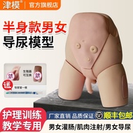 Catheter Model Male Female Teaching Training Dedicated Medical Exercise Catheter Simulation Human Si