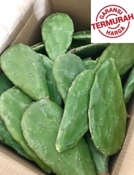 500gr KAKTUS CENTONG MAKANAN KURA DARAT TORTOISE FOOD SULCATA ALDABRA