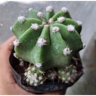 domino cactus /round cactus