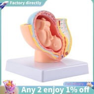 Human Pregnancy Fetal Development 9Th Month Embryonic Pelvic Model Fetus Foetus Pregnancy Anatomy of