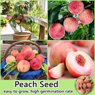 [Fast Delivery] Peach Seeds for Planting (7 Seeds/Pack) Bonsai Fruit Tree Seeds Fresh Fruit Growing 