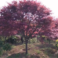 Ludi Garden Plant Red Maple Tree Japanese Red Maple Wetland Greening Potted Red Maple Plant Line Tre