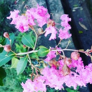 MDC- Pink Crape Myrtle Sapling /Anak pokok Sakura Pink