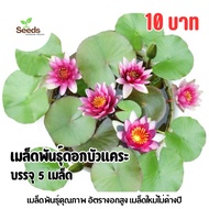 Dwarf Lotus Seeds (Mini Lotus) 5