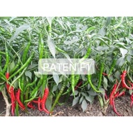 isi 10 Biji Benih Cabe Merah Keriting Hibrida PATEN F1 Toleran Virus - Bibit Cabe PATEN F1 - cabai