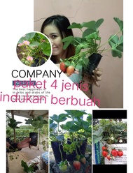 Paket 4 Jenis Strawberry indukan Berbuah