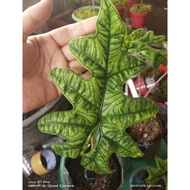 alocasia Jacklyn / tandu rusa remaja