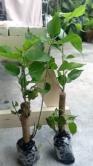 bibit stek pohon buah murbei unggulan bibit blackberry bandung