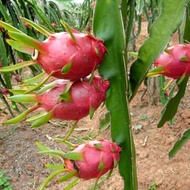 Anak Pokok Buah Naga Merah – Cepat Berbuah | Pokok Buah Naga Merah
