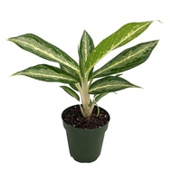 Aglaonema White Rain Plant - Fresh Gardening Indoor Plant Outdoor Plants for Home Garden