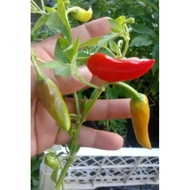 30pcs biji benih cili lawi ayam.