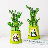 Fresh plants Ready stock home live indoor plant Lucky bamboo guanyin bamboo live plant pokok Fengshu