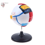 GHGK Eyeball Anatomy Model For Eye Diseases Study, 6X Human Eye Anatomy Model Eye Anatomy Model Huma