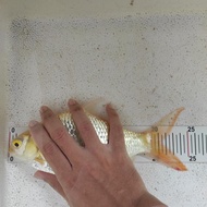 Ikan Kaviat kapiat albino tankmate size jumbo