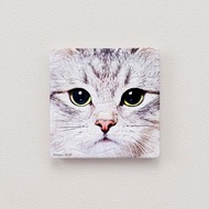 Pintoo Magnetic Puzzle - Close Up of Kitten D1307