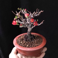 爆花) 日本紅花一號長壽梅   獨幹 老樁 矮霸 正紅花色  掌上盆景   連紫砂盆  Plant Bonsai 植物  盆栽  小樹 花草 【實拍。只此一盆】禮物  gift 海棠 "Chaenom