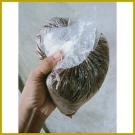 ✱ ▣ ℗ volva spawn(kabuteng saging binhi)