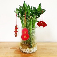 Small Potted Plant Woven Dragon Bamboo Guanyin Bamboo Lucky Bamboo Wealth Bamboo Plant Hydroponic Li