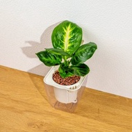 瑪莉安黛粉葉 免澆水方形盆栽 室內植物 觀葉植物 禮物 盆栽