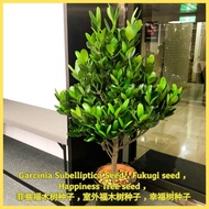 Garcinia Subelliptica Seed，Fukugi seed，Happiness Tree seed，菲島福木树种子，室外福木树种子，幸福树种子