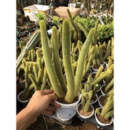 Yellow fox cactus (monkey tail)