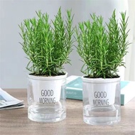 雪束上迷迭香盆栽可食用烘培香料净化空气除异味驱蚊驱虫带香味 迷迭香+透明吸水盆 2盆