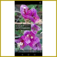 ☪ ▦ ✤ SALE!! RARE ROOTED BOUGAINVILLEA