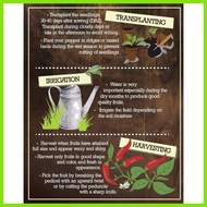 ∆ ❐ SILING LABUYO PLANT SEEDS