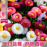 เมล็ดพันธุ์ดอกไม้ ดอกเดซี่ คละสี สีขาว สีชมพู สีเหลือง สีแดง จำนวน 100 เมล็ด สินค้าพร้อมจัดส่ง