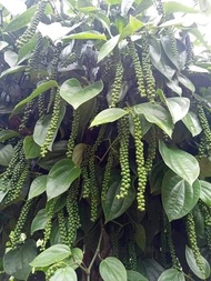 Lada hitam / black pepper (anak pokok lada hitam)