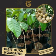 Bibit Tanaman Buah - Duku Komering ( Okulasi ) 30-35cm