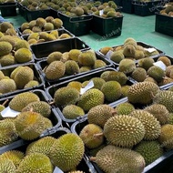 Promo Promo Durian Musang King Utuh Fresh Malaysia |Durian Terbaik -+
