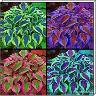 Hostas Plants Hosta Plants for Sale Hosta Plants Live Hosta Bulbs for Planting UK,Garden Flowers/Pla