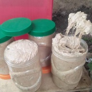 Very good.. Ryan Fernandez Kucur Bait 1 Kg